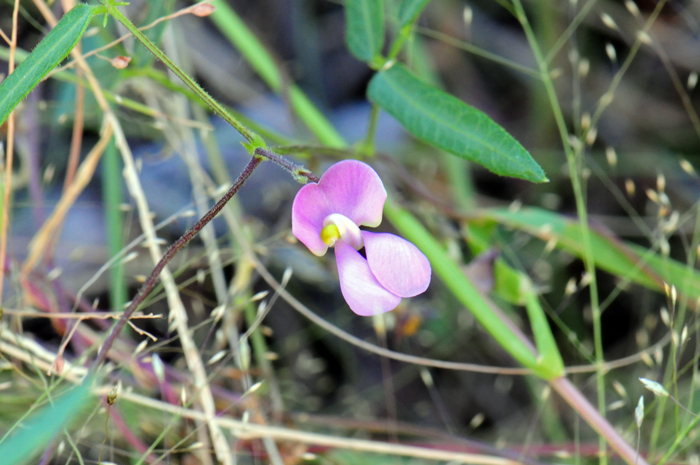 Slimjim Bean flowers range from pink to pink purple. They are large showy pea-like flowers and grow from leaf joints or at stem tips. The fruits are oblong, curved seed pods that open maturity (dehiscent). Phaseolus filiformis